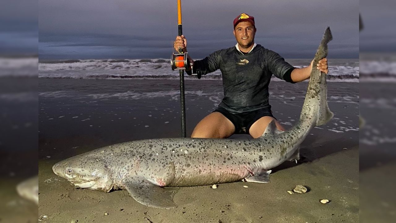 Gatopardos: los tiburones que cierran un ciclo para los pescadores
