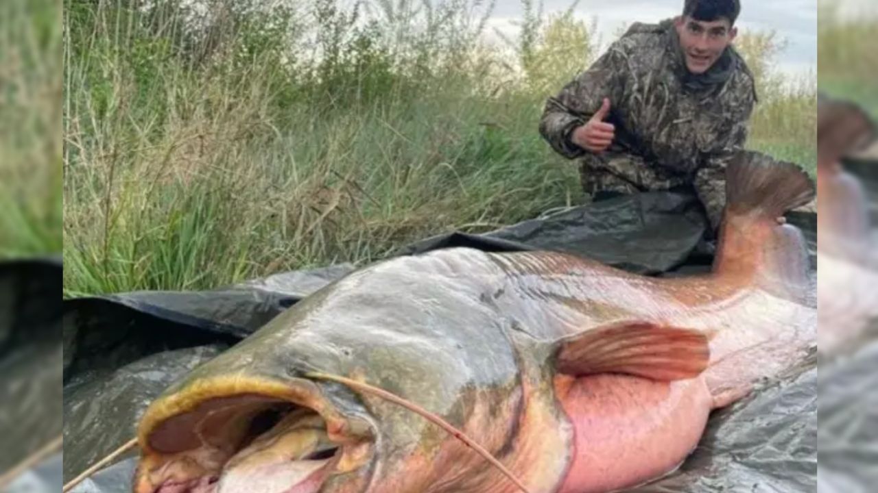 Capturaron un enorme siluro de 110 kilos, tan grande que asustó al pescador