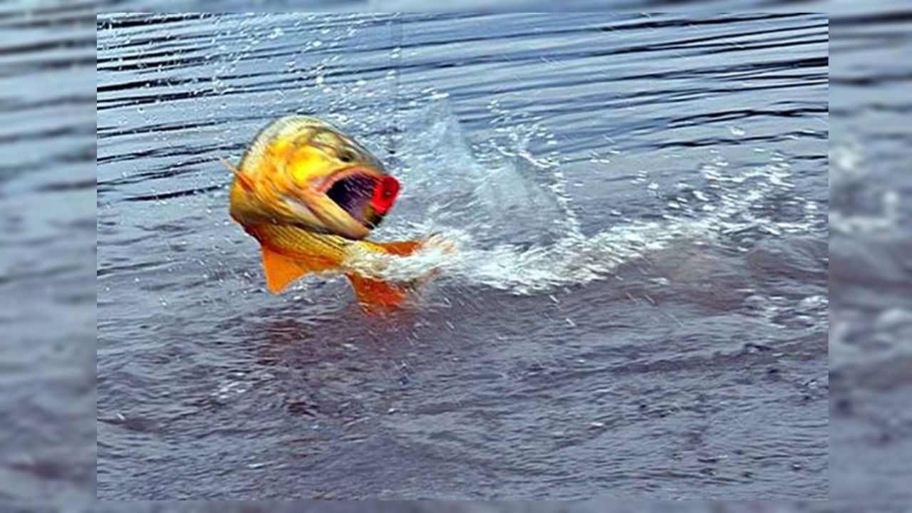 5 propuestas de pesca para el fin de semana largo