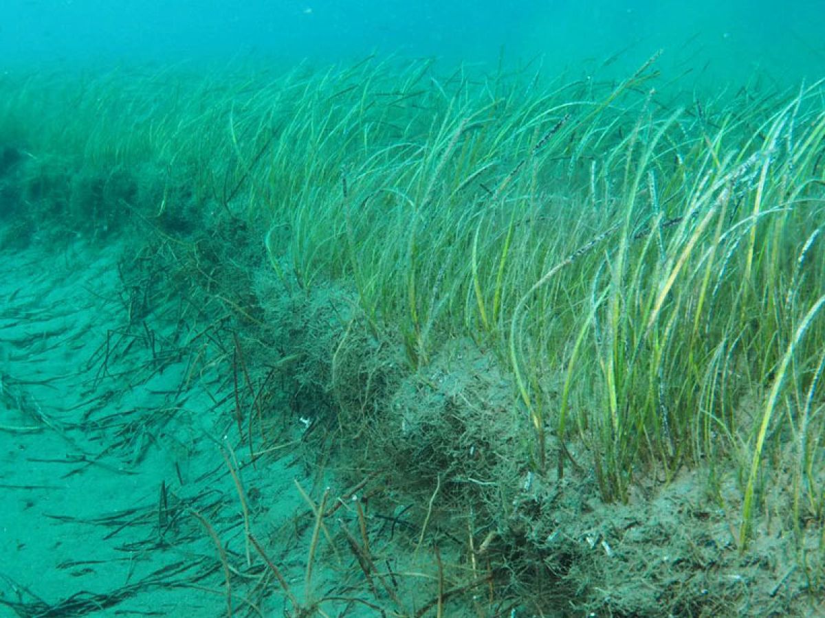 Carbono azul: cuidar el mar para combatir el cambio climático