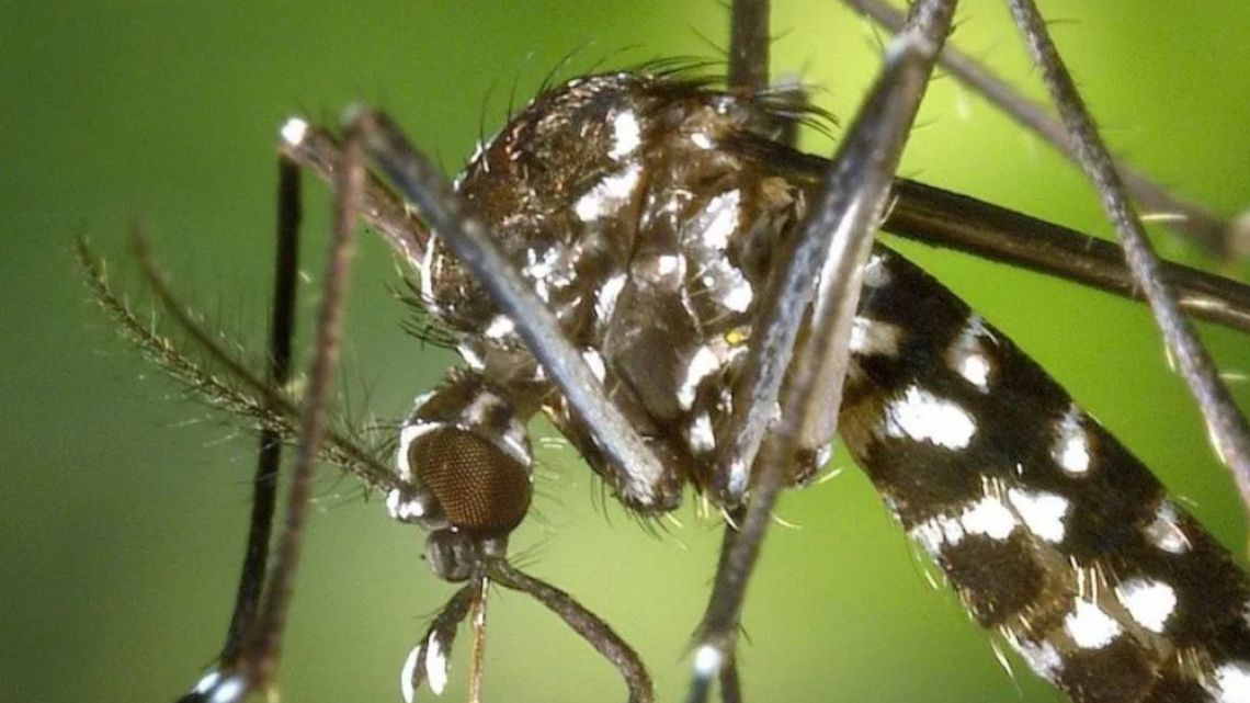 "Fuera de control": las graves consecuencias que advirtió la OMS respecto a la utilización de mosquitos genéticamente modificados