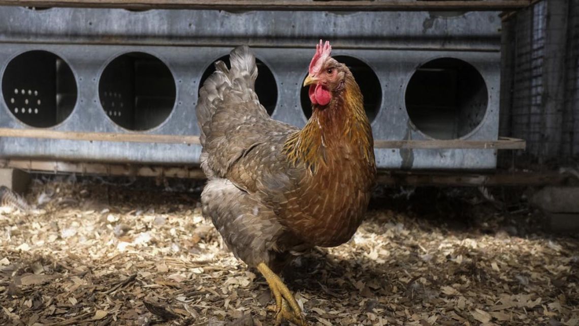 Murió el primer paciente enfermo con gripe aviar en EEUU: había contraído el virus al exponerse a aves de corral