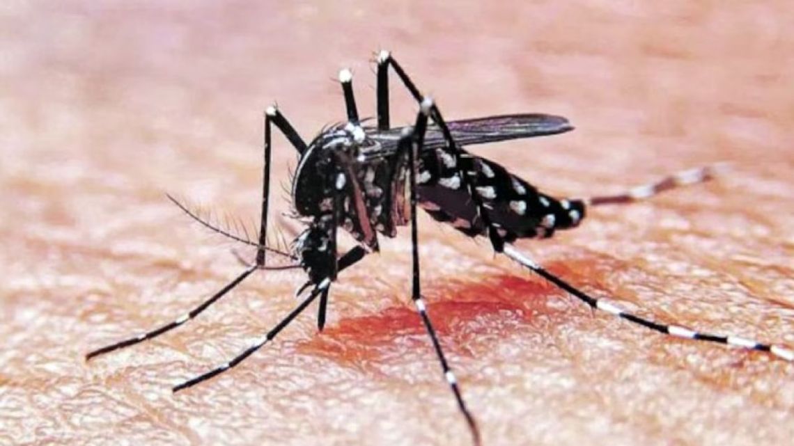Habilitan hacer consultas virtuales sobre dengue en la provincia de Buenos Aires