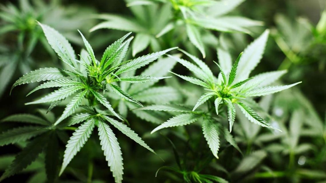 El Gobierno advirtió un uso "abusivo" del cannabis medicinal y cambió las reglas para acceder: los nuevos requisitos