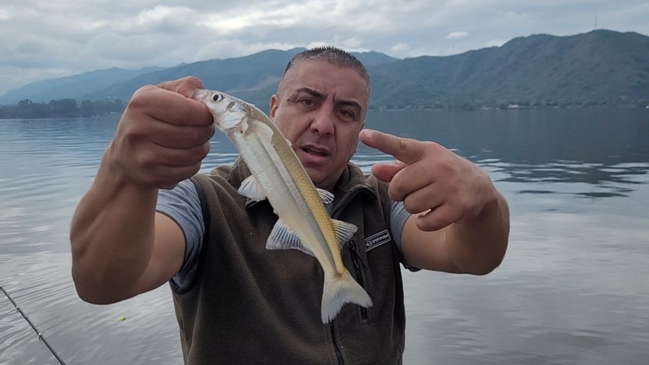 Pique cambiante del flecha de plata en el lago San Roque
